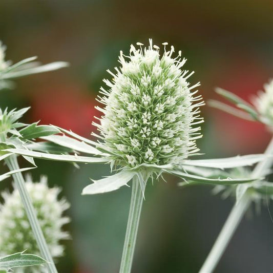 Eryngium planum 'White Glitter'