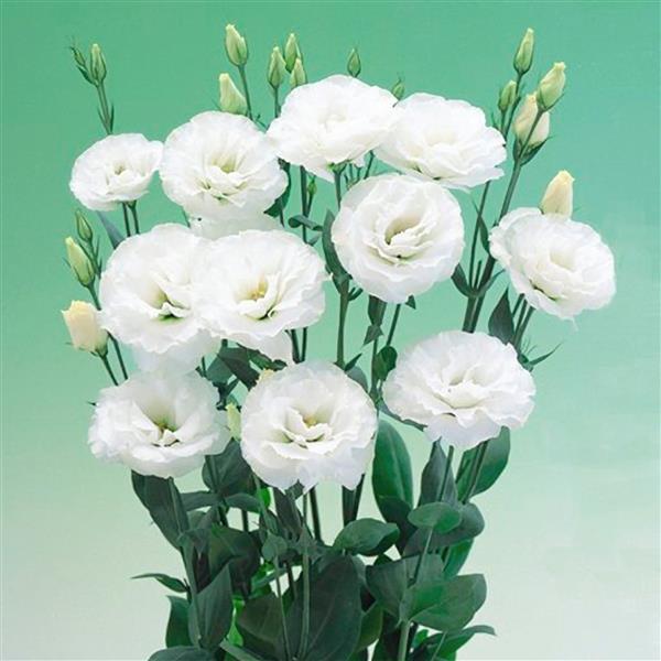 Lisianthus Arena 2 White