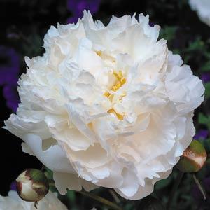 Peony Bare Root - 'Bowl of Cream'