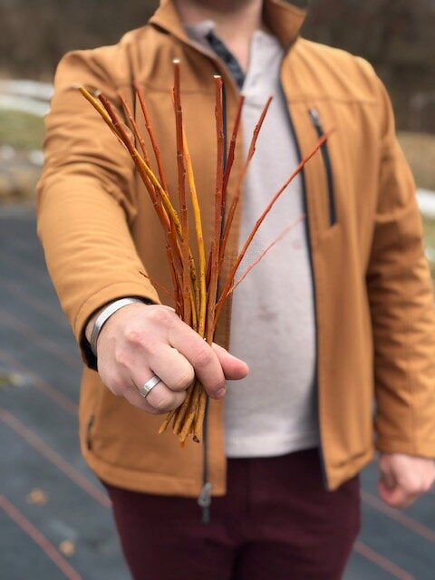 Dogwood 'Flame'