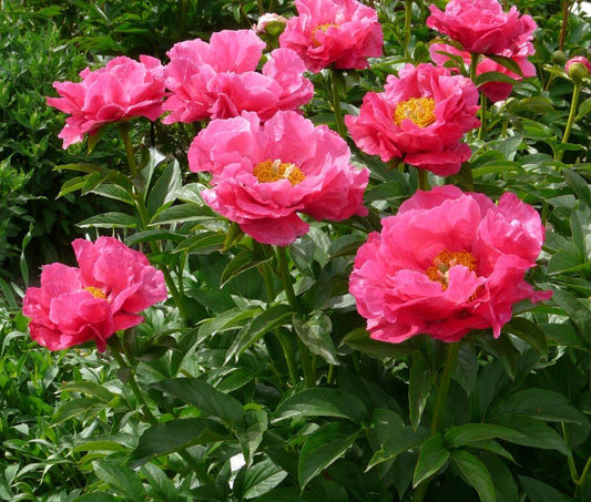 Peony - Paula Fay - 1 Bare Root