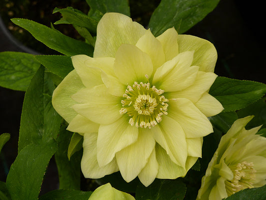 Hellebore 'Winter Jewels Golden Lotus'