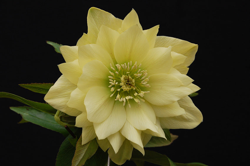 Hellebore 'Winter Jewels Golden Lotus'