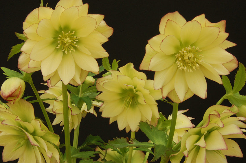 Hellebore 'Winter Jewels Golden Lotus'