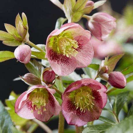 Helleborus 'Dacaya’