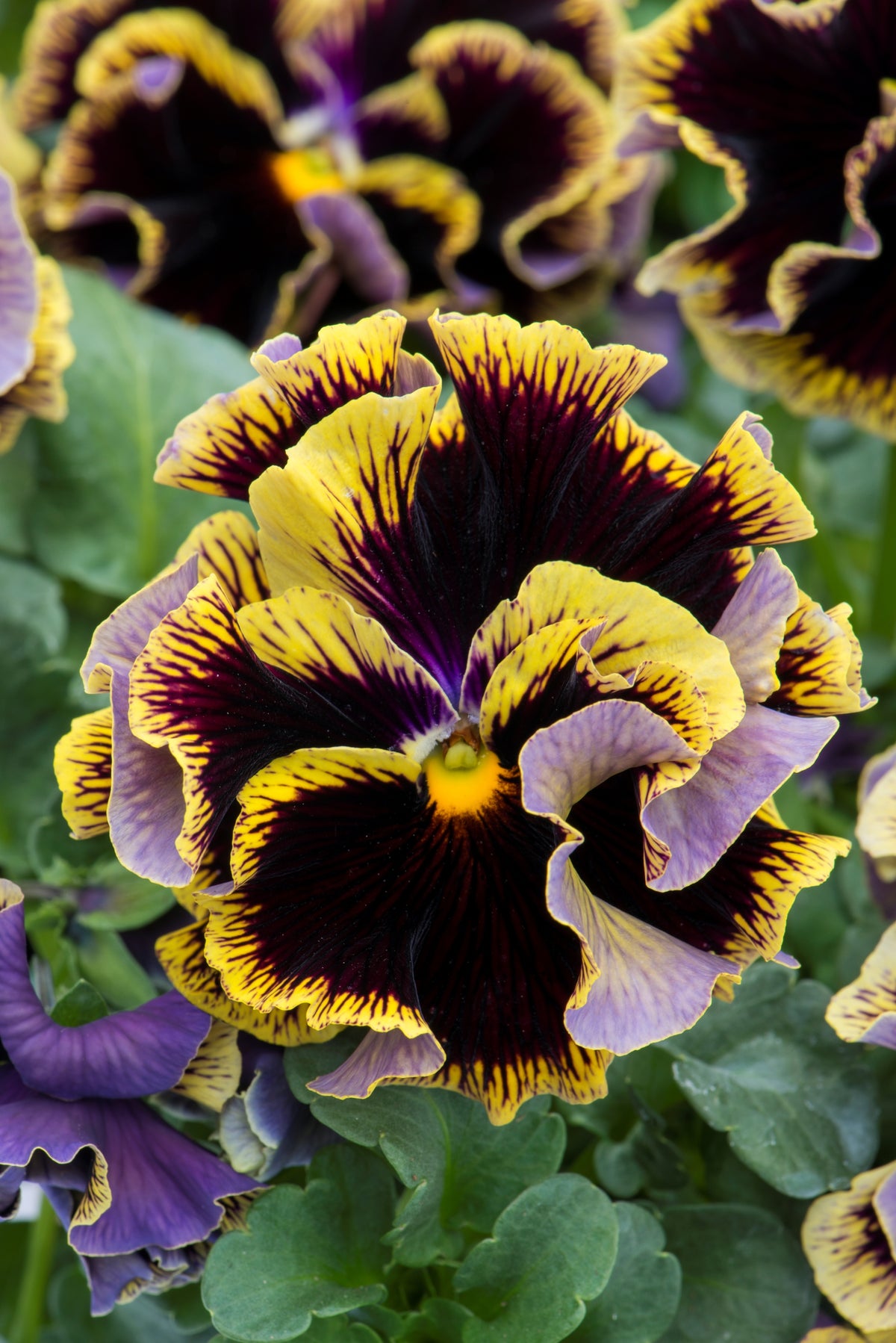 Viola 'Ruffles Dark Heart'