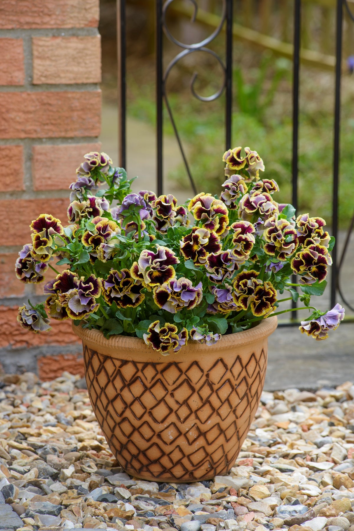 Viola 'Ruffles Dark Heart'