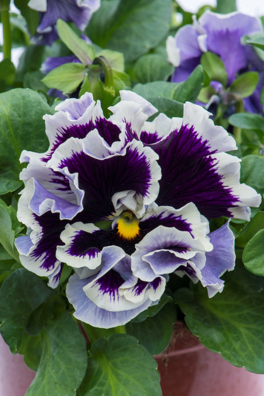 Viola 'Ruffles Purple White Rim'