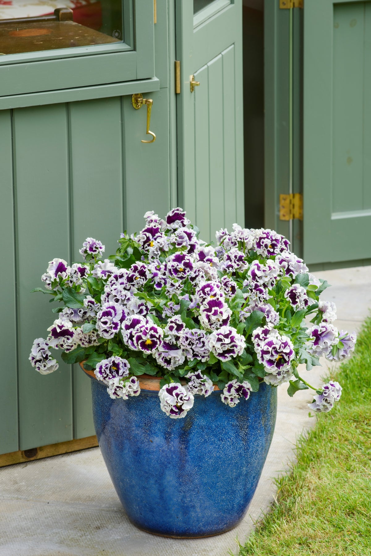 Viola 'Ruffles Purple White Rim'