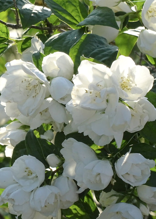 Bare Root - Philadelphus Mockorange 'Minnesota Snowflake' (10 ct)