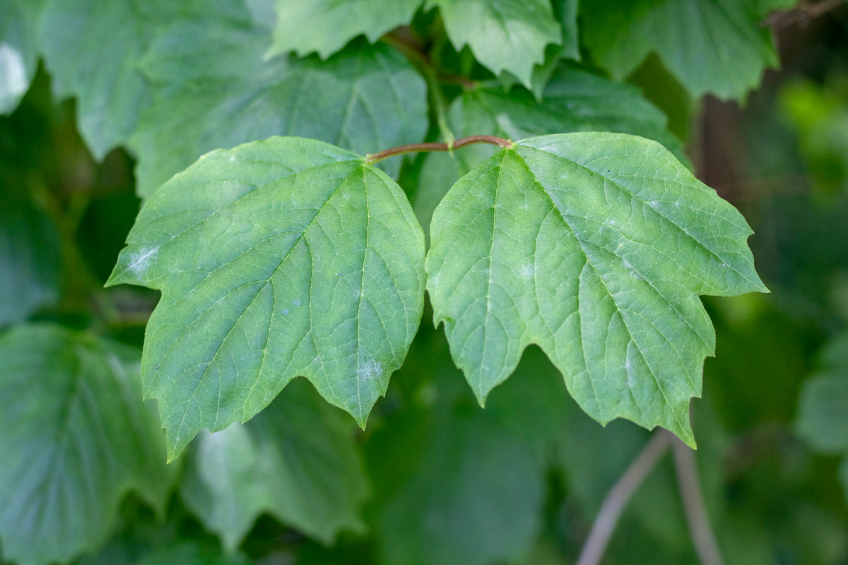 Bare Root - Viburnum Maple Leaf (10 ct)