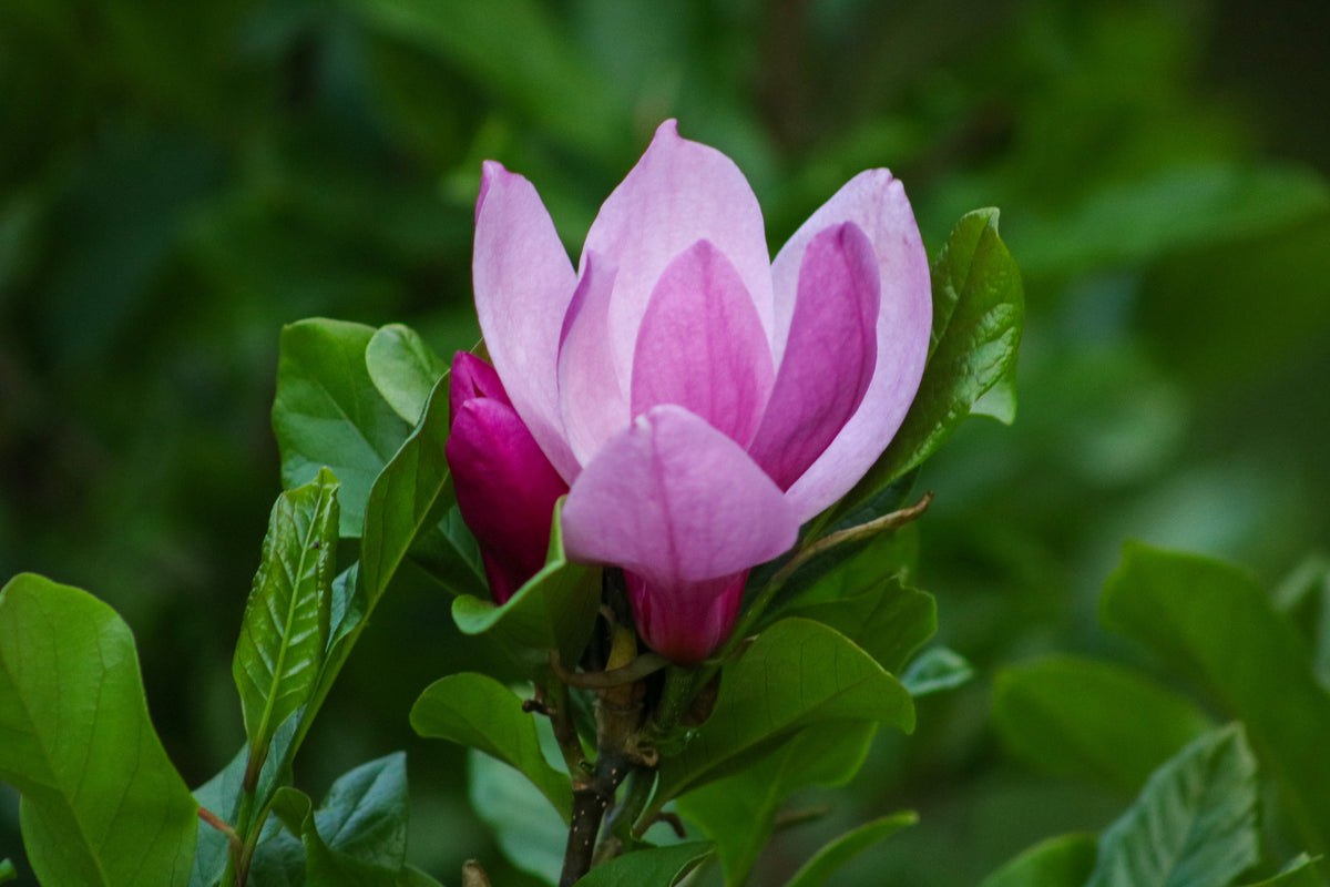 Bare Root - Magnolia x 'Ann' (10 ct)