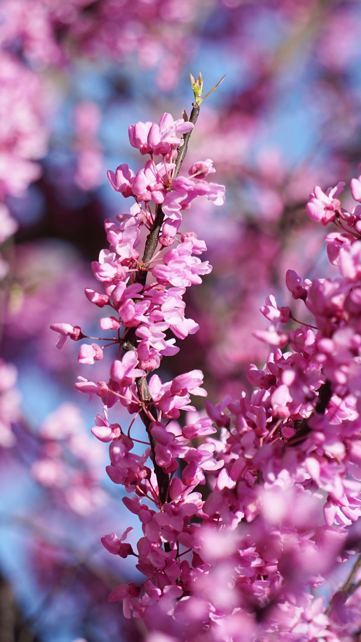 Bare Root - Cercis Eastern Redbud (10 ct)