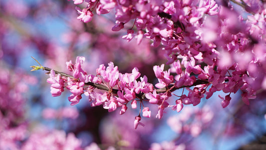 Bare Root - Redbud (10 ct)