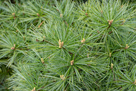 Bare Root - White Pine, Eastern (10 ct)