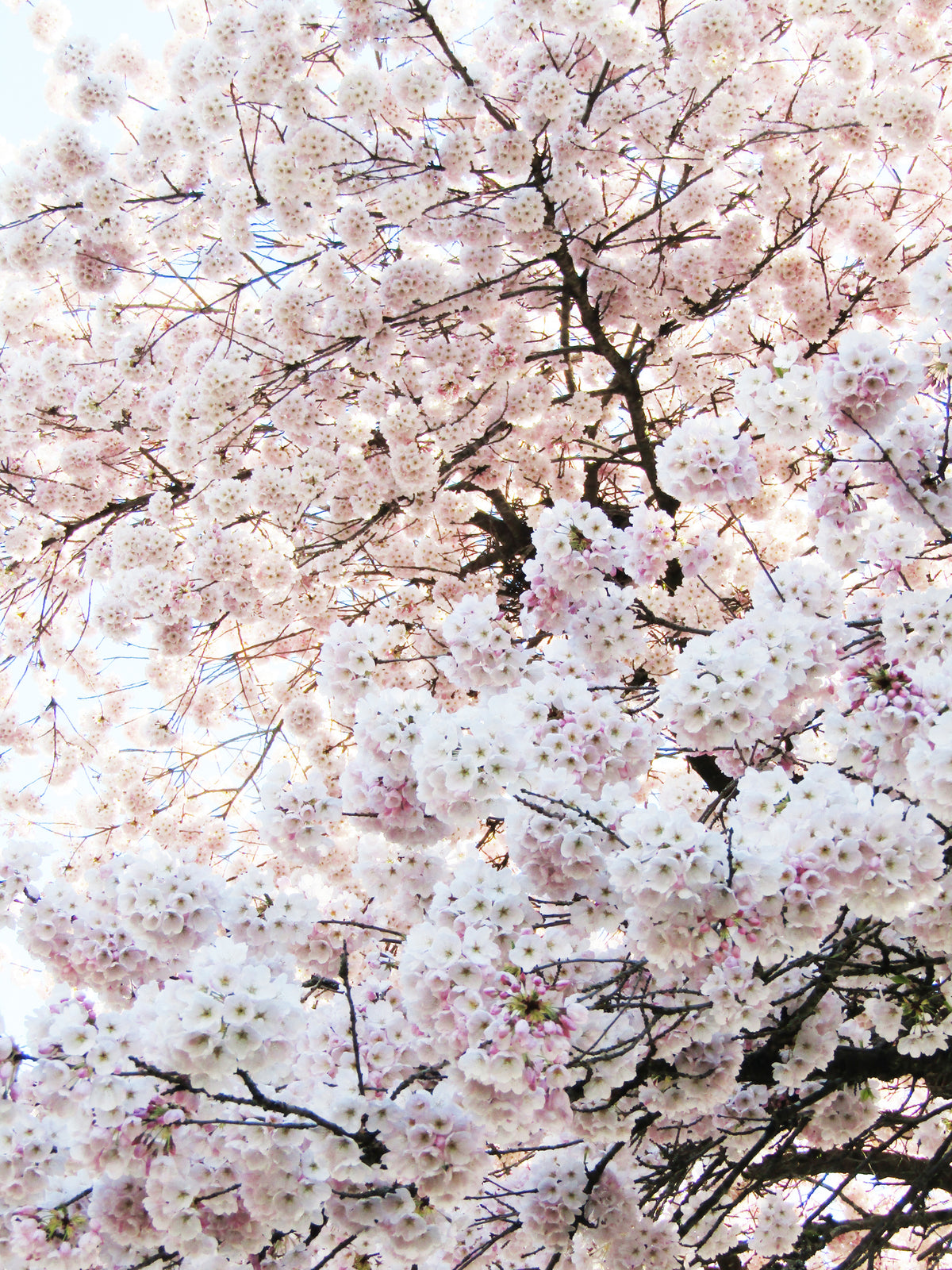 Bare Root - Prunus x Akebono (10 ct)