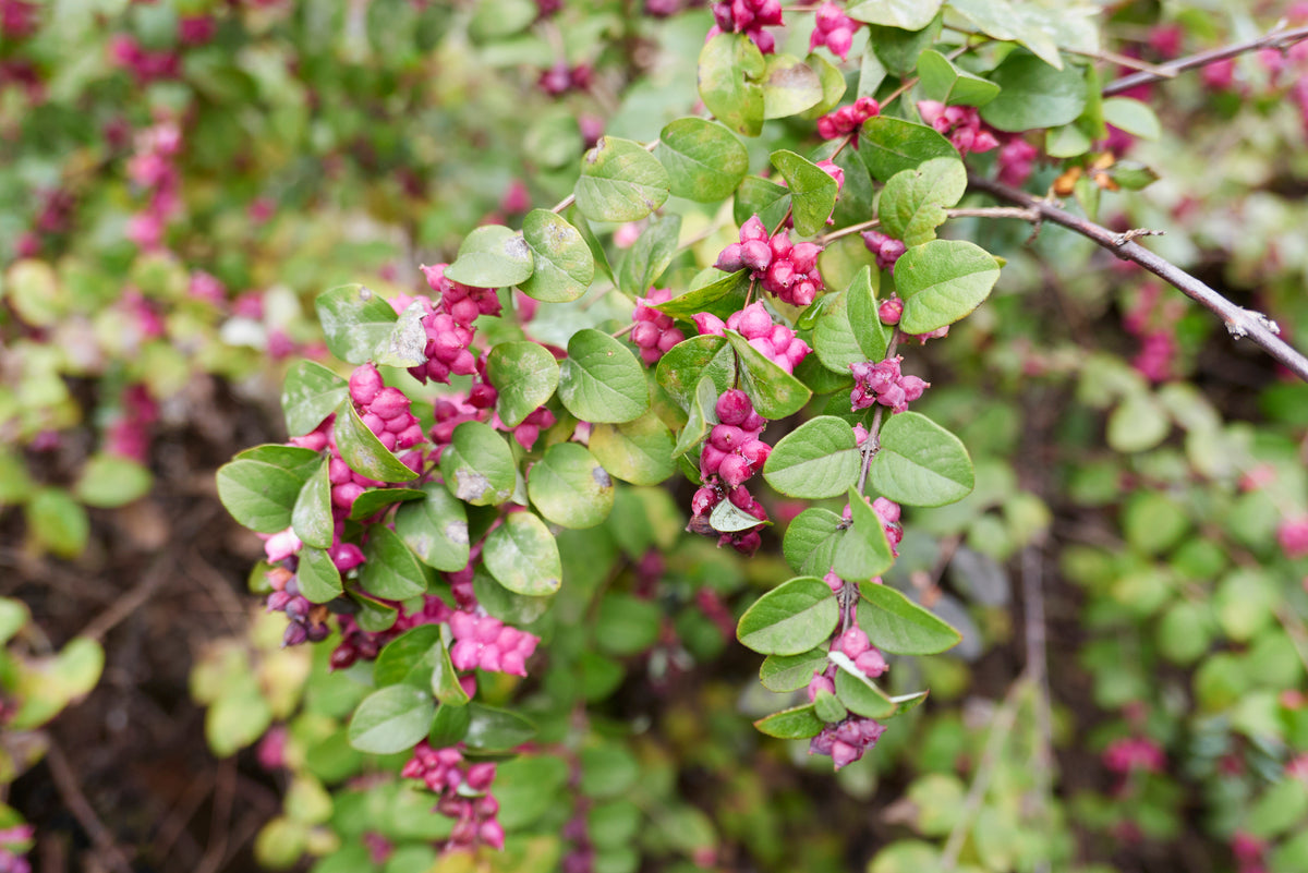 Quart - Symphoricarpos orbiculatus Indian Currant