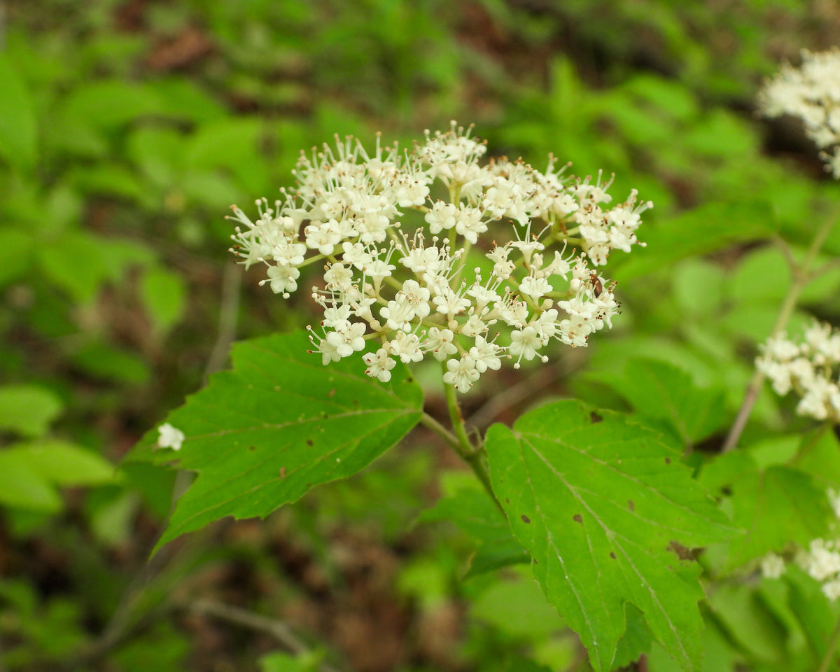 Bare Root - Viburnum Maple Leaf (10 ct)