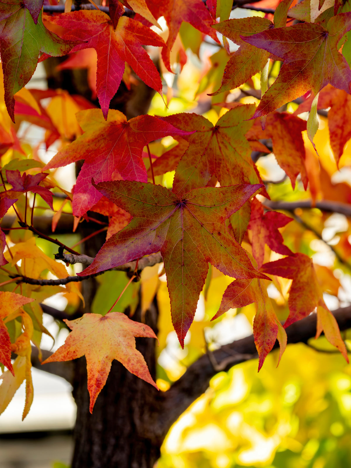 Bare Root - Sweet Gum (10 ct)