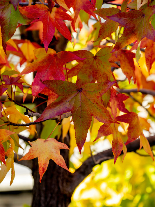 Bare Root - Sweet Gum (10 ct)