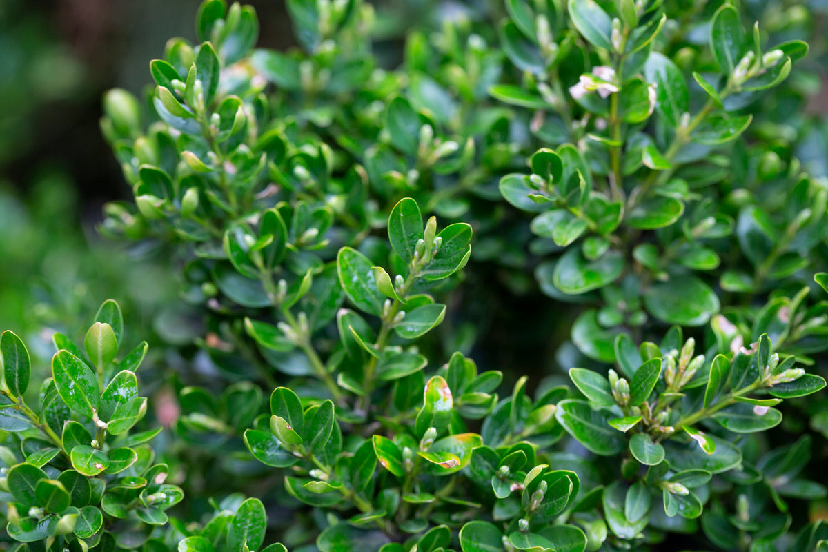 Bare Root - Buxus x 'Green Velvet' (10 ct)