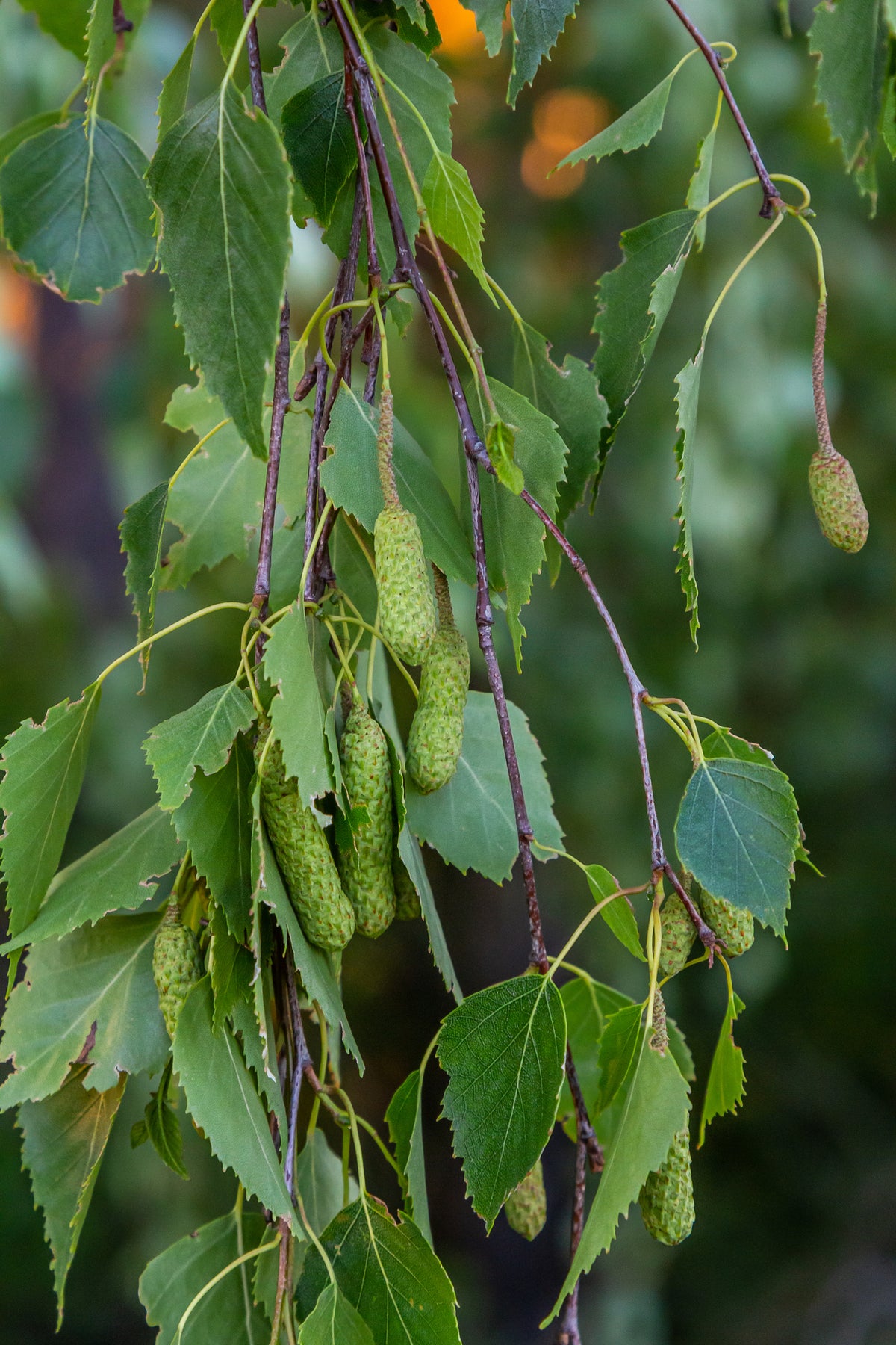 Bare Root - River Birch (10 ct)