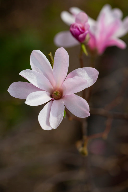 Bare Root - Magnolia loebneri 'Leonard Messel' (10 ct)