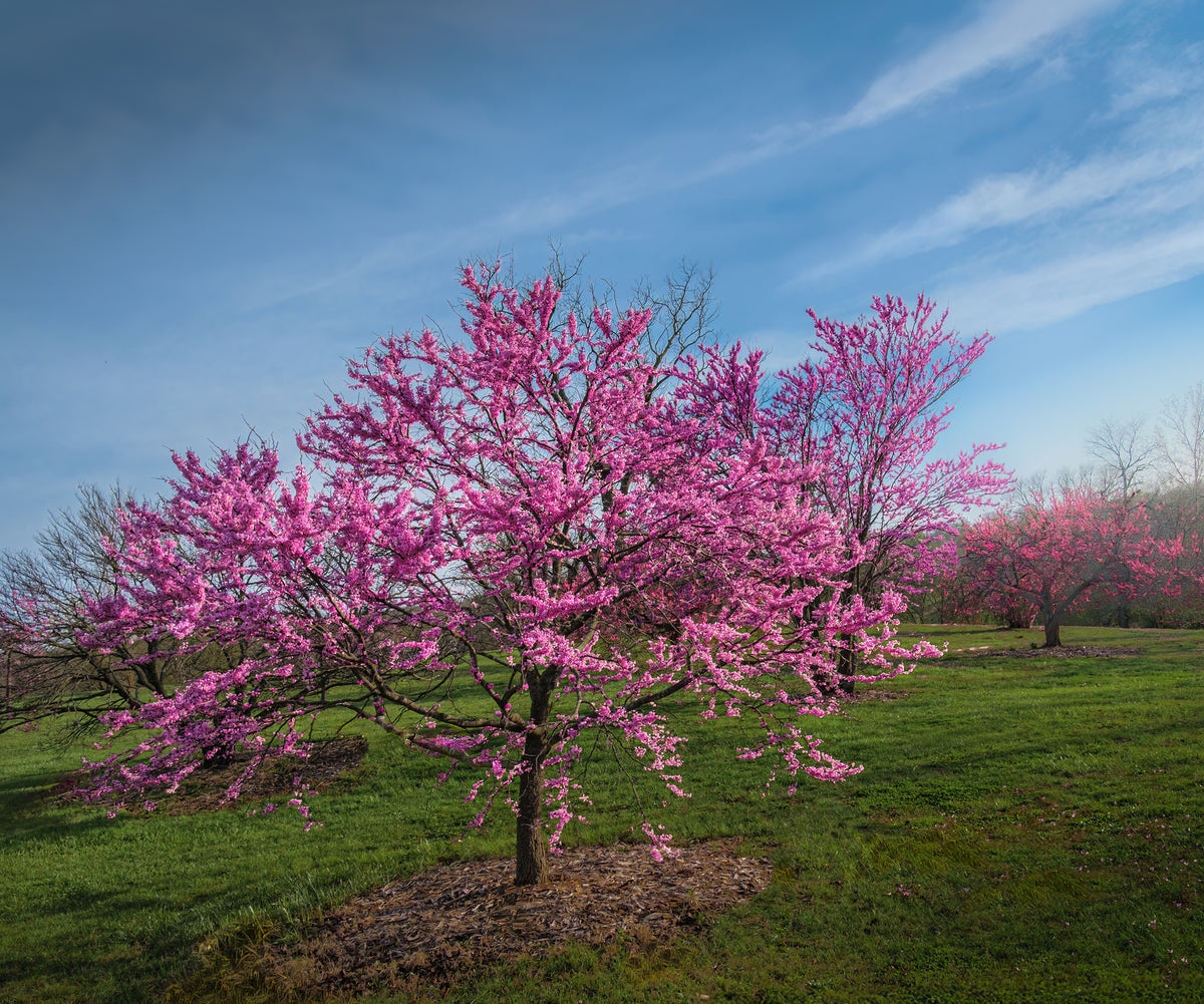Bare Root - Redbud (10 ct)