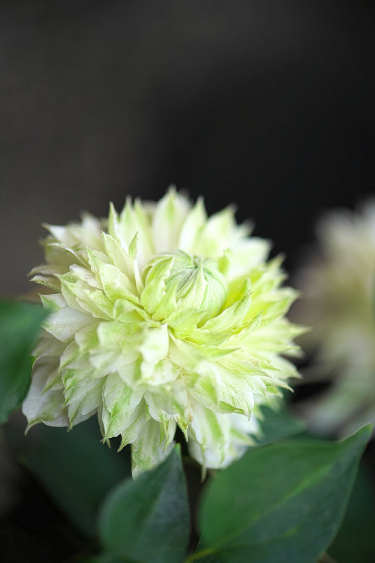Quart - Clematis 'Kokonoe White'