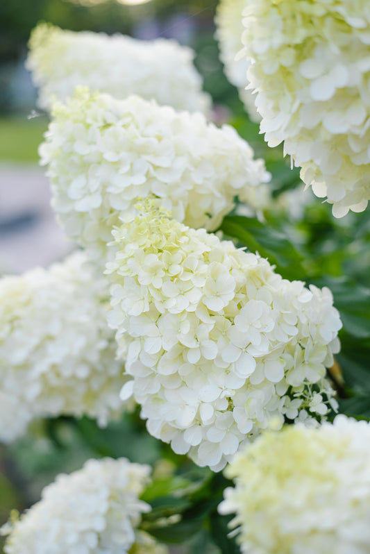 Bare Root - Hydrangea paniculata 'Silver Dollar' (10 ct)
