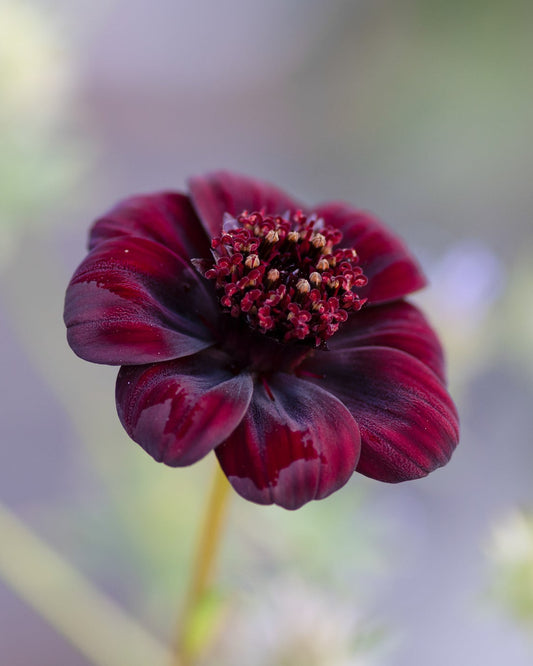 URC - Cosmos astrosanguineus (10 ct)