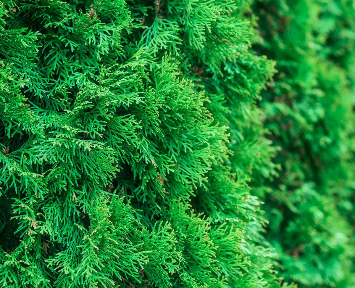 Bare Root - Thuja plicata 'Green Giant' (10 ct)