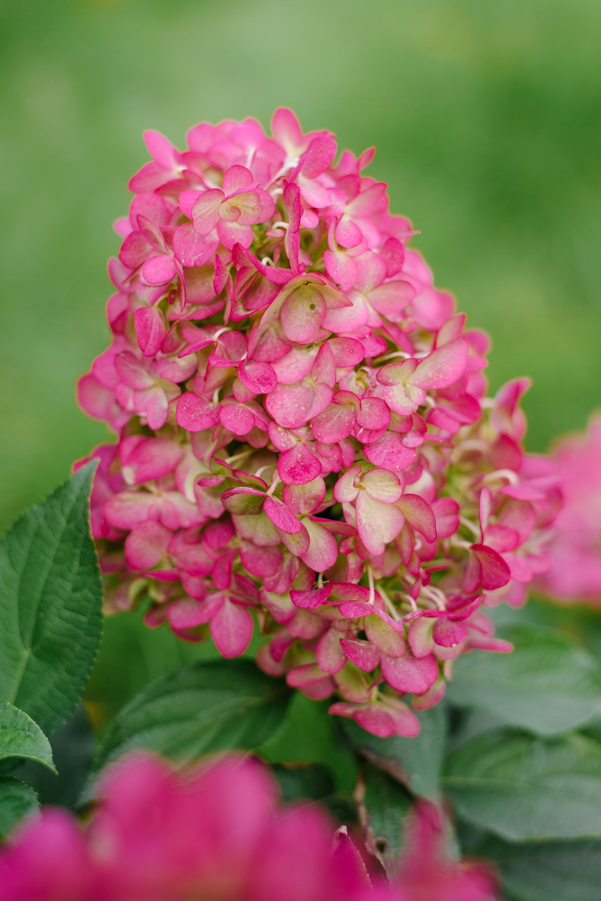 Quart Shrub - Hydrangea paniculata 'Hercules'