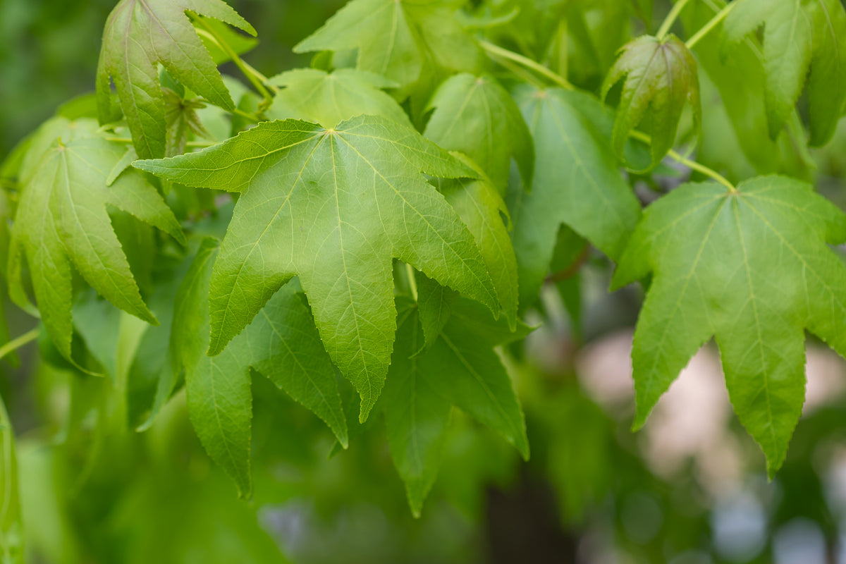 Bare Root - Sweet Gum (10 ct)