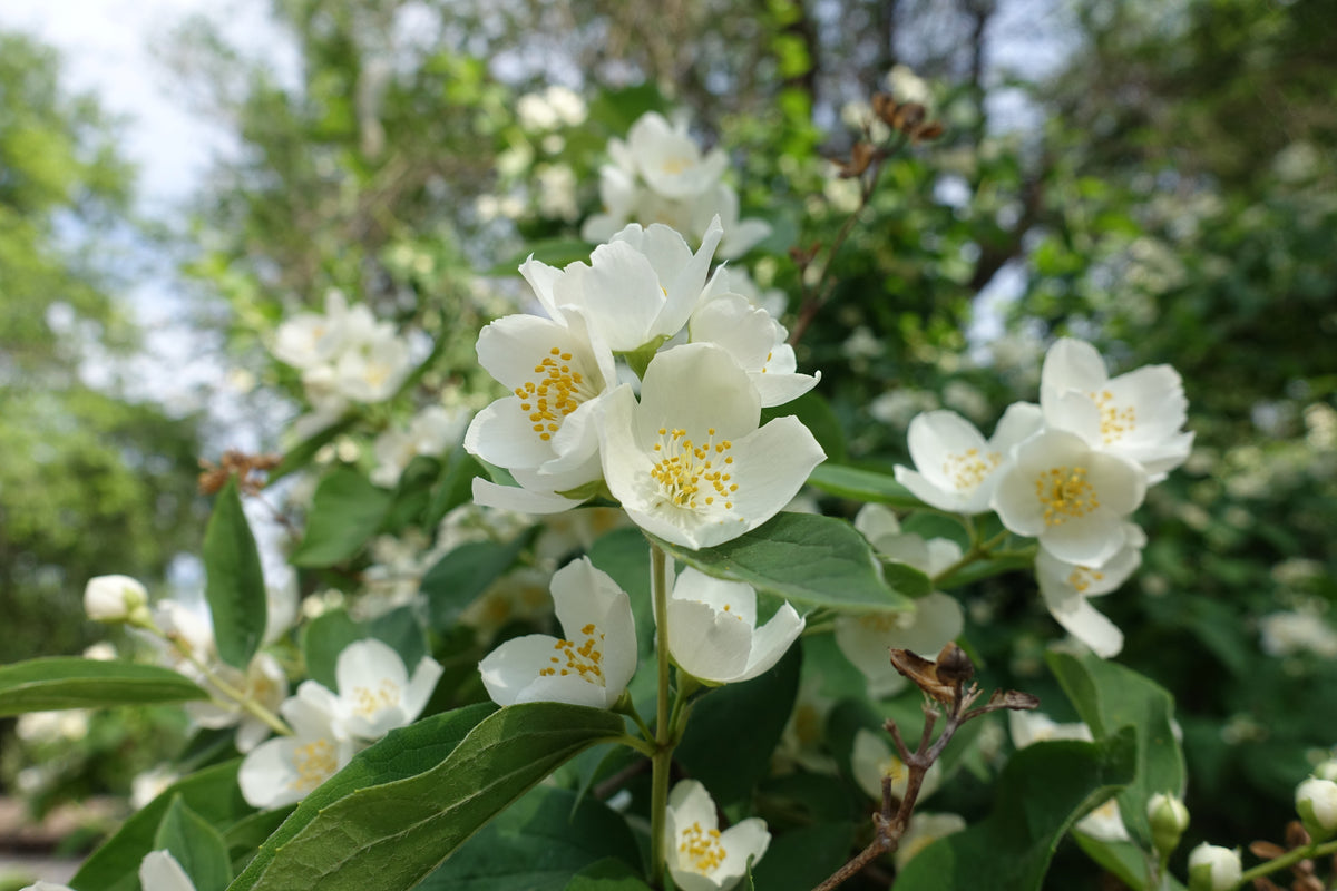 Bare Root - Philadelphus Sweet Mockorange (10 ct)