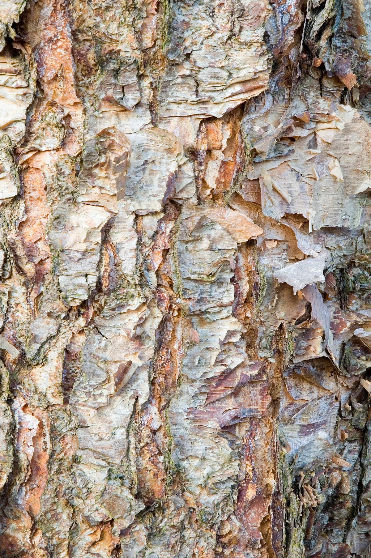 Bare Root - River Birch (10 ct)