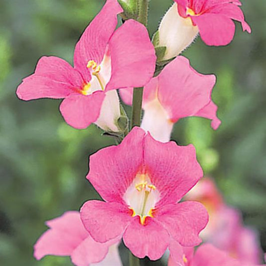 Snapdragon Chantilly Pink