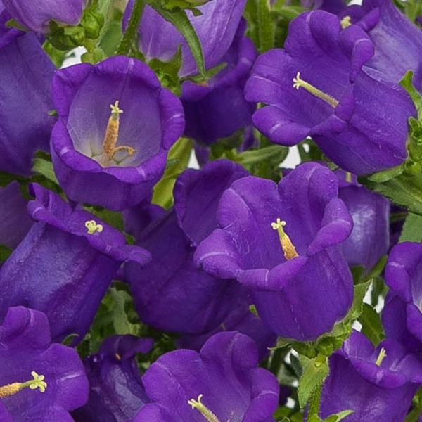 Campanula Champion Blue