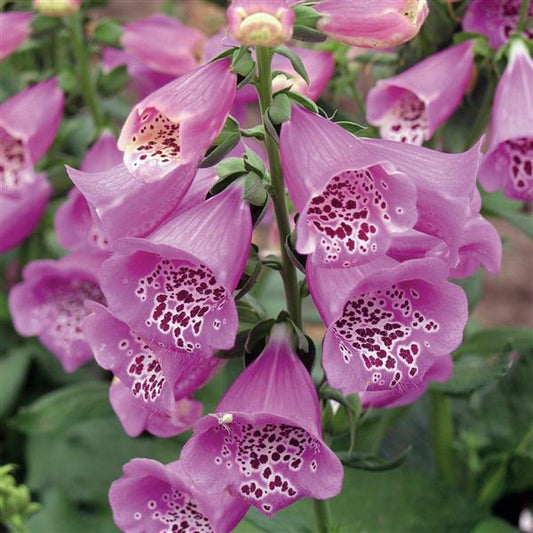 Foxglove Camelot Lavender