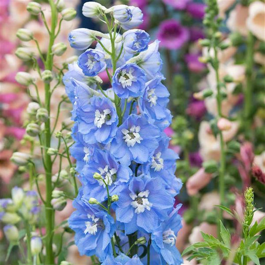 Delphinium Magic Fountains Blue Sky
