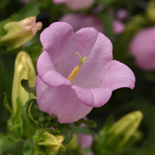 Campanula Campana Pink