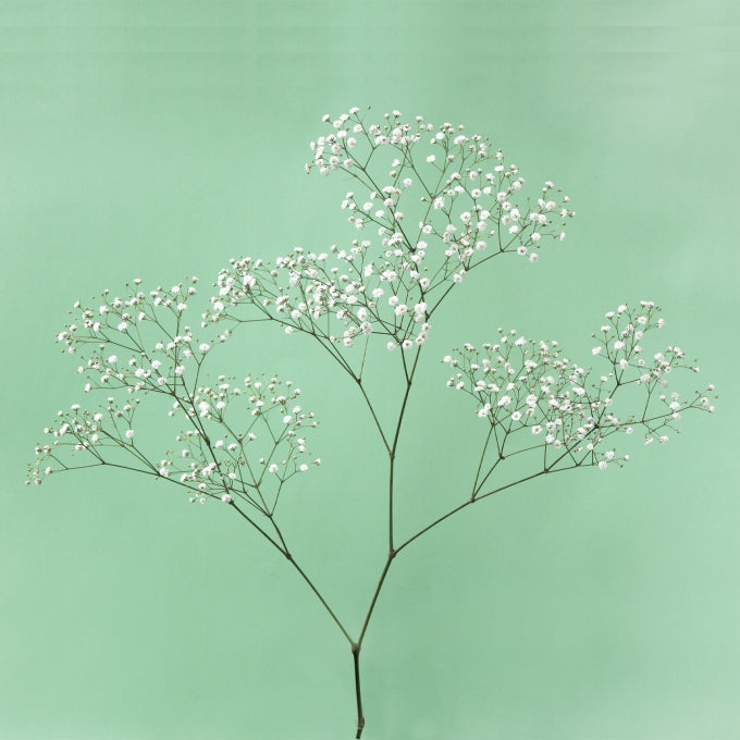 Gypsophila 'Pearl's Ginga'