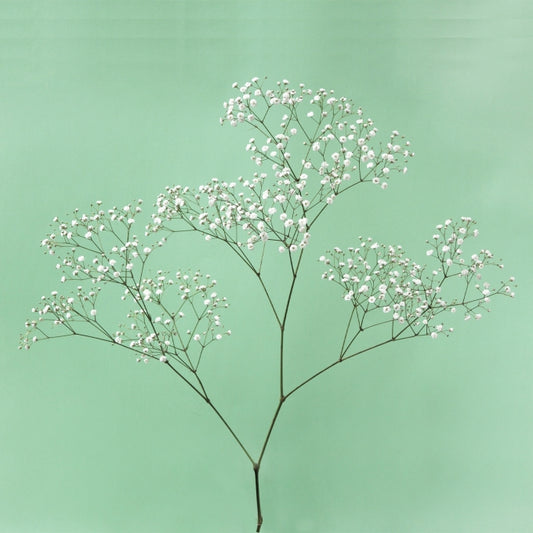 Gypsophila 'Pearl's Ginga'