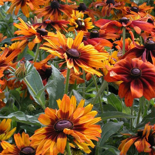 Rudbeckia Cappuccino