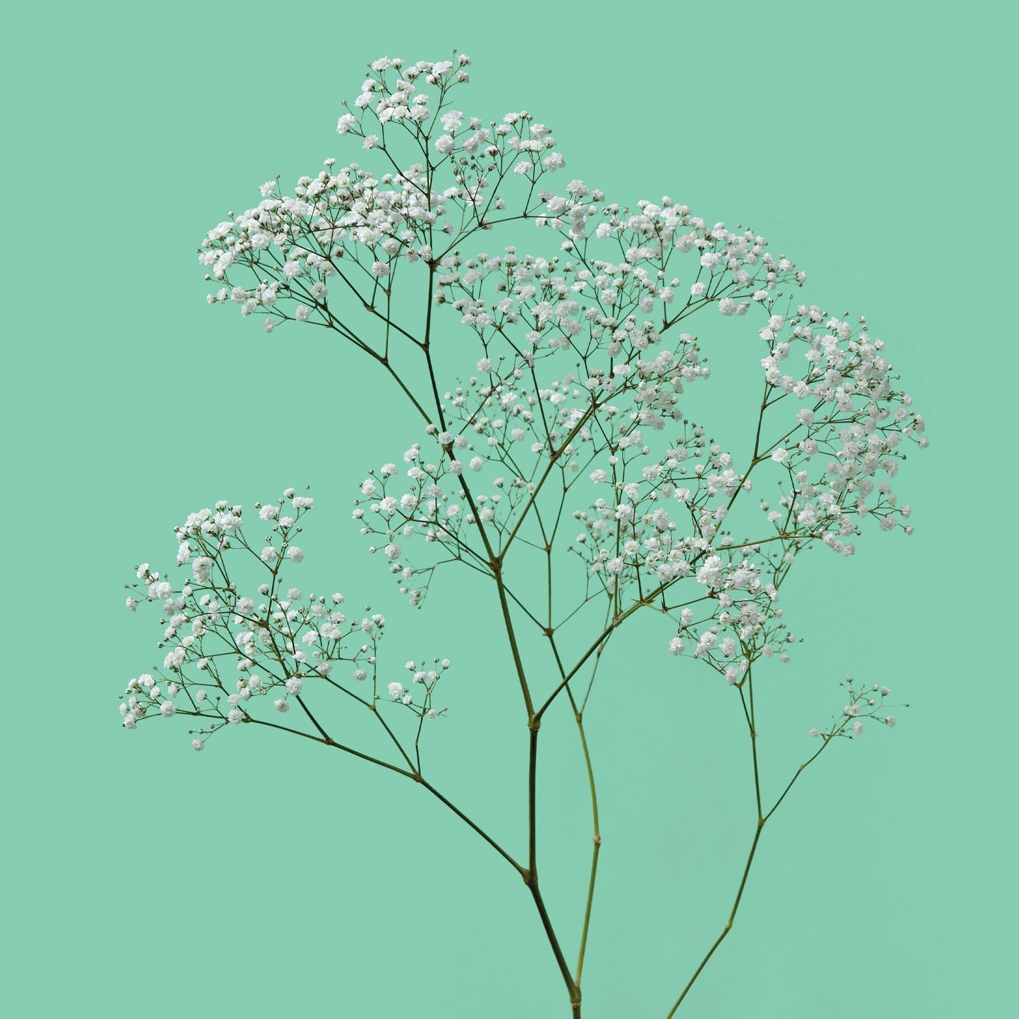 Gypsophila Pearl's Blossom