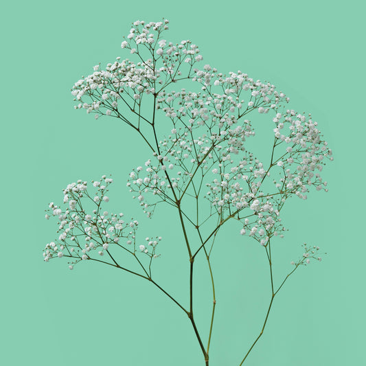 Gypsophila Pearl's Blossom