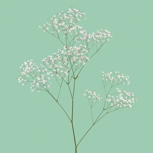 Gypsophila 'Pearl's Ginga-way'
