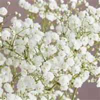 Gypsophila Pearl's Dreamtastic