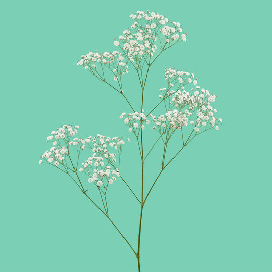 Gypsophila 'Pearl's Grandtastic'