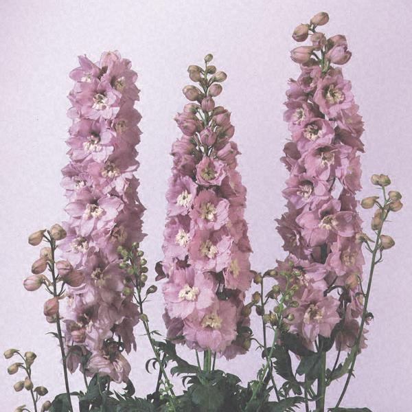 Delphinium Magic Fountains Cherry Blossom